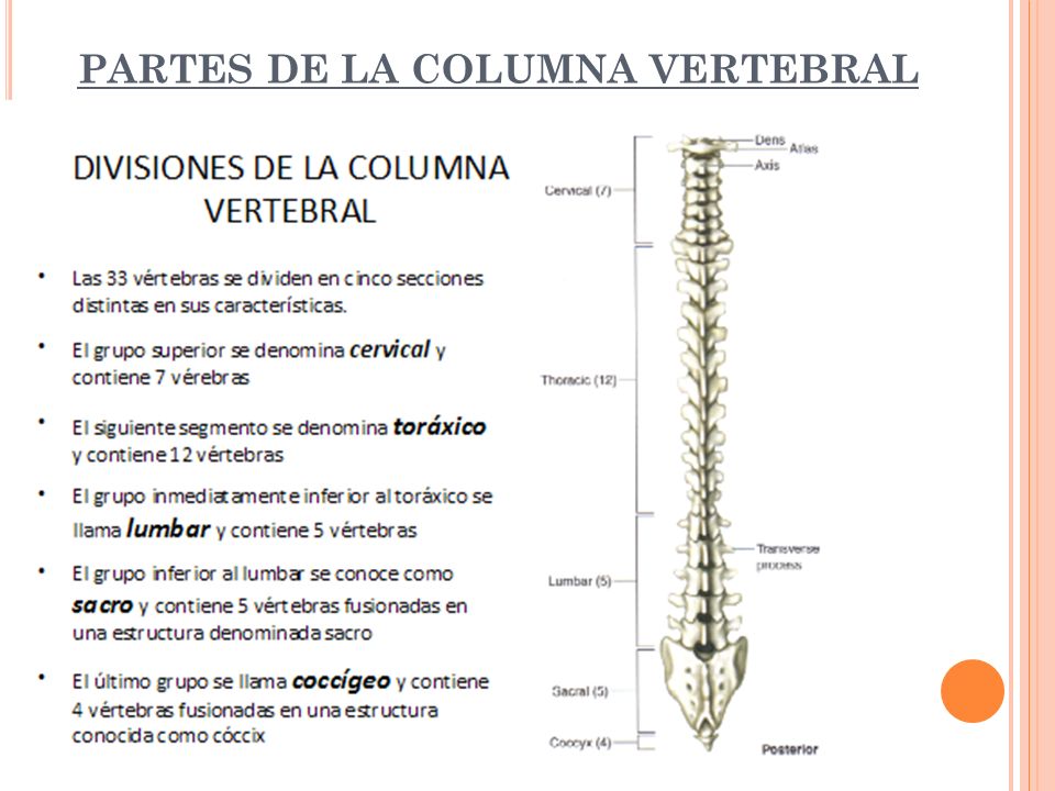 Si pueden dar el dolor en la espalda en el lado derecho